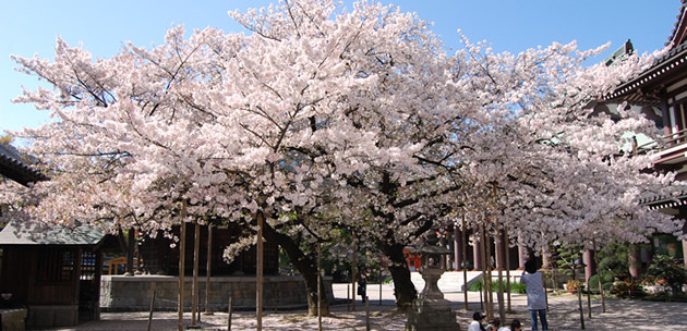 東長寺桜